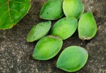 Buah Ketapang dan Manfaatnya, Ini yang Perlu Kamu Ketahui