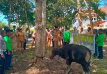 Pemkab Aru Serahkan 6 Hewan Kurban untuk Idul Adha 1447 H