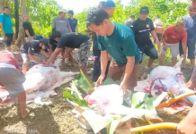 Warga PMJ Tual-Malra Sembelih Hewan Kurban Idul Adha Bersama