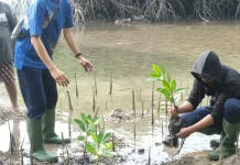 Bea Cukai Tual Laksanakan Penanaman Mangrove di Ohoi Dian Pulau