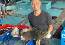 4,6 Ton Kerapu Hidup Asal Maluku Diekspor ke Hong Kong