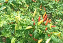 Berkebun Cabai Jadi Langkah Nyata Menjaga Inflasi