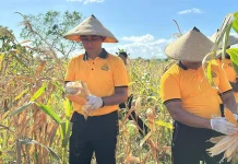 Mendukung Program Ketahanan Pangan, Polres Tual Laksanakan Panen Raya Jagung