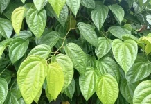 Daun Sirih Tanaman Herbal pada Kesehatan