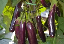 Tumbuhan Tanaman Terong, Memiliki Kandungan Vitamin pada Tubuh