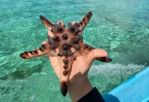 Penjaga Setia Dasar Laut: Menilik Peran Vital Bintang Laut