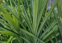 Keajaiban Daun Pandan Wangi Selain Jadi Pengharum Masakan