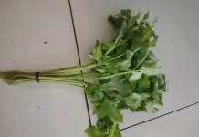 Bukan Sekadar Taburan Masakan, Seledri ternyata Kaya Manfaat