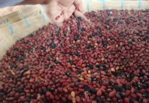 Keajaiban Nutrisi Kacang Merah bagi Kesehatan Tubuh