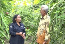 Peluang Manis Budidaya Buah Naga di Maluku Tenggara