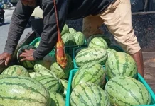 Program MBG Beri Peluang Pasar, Petani Semangka Semakin Bersemangat menanam