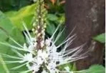 Kumis Kucing,Tanaman Herbal untuk Rematik