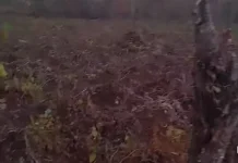 Dampak Musim Panas Tanaman Enbal dan Petatas Petani di Ohoidertutu Mengering