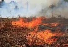 Bercocok tanam Tidak Harus Bakar Lahan
