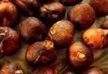 Manfaat Biji Sukun Sebagai Bahan Gorengan Bergizi