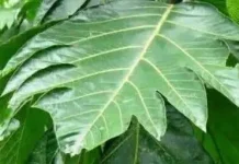 Manfaat Daun Sukun untuk Kesehatan