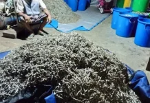 Kemarau Panjang Menguntungkan Pengusaha Ikan