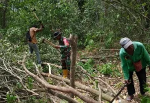 Babinsa Bersama Warga Tubyal Ambil Kayu untuk Pagar Kebun
