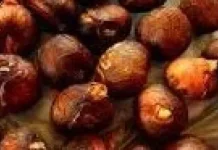 Manfaat Biji Sukun untuk kesehatan