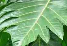 Manfaat daun sukun untuk kesehatan