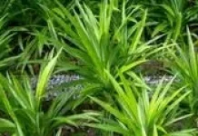 Manfaat daun pandan untuk kesehatan