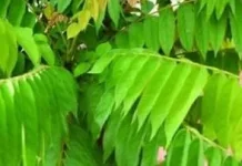 Manfaat daun belimbing untuk kesehatan