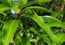 Manfaat daun mangga untuk kesehatan
