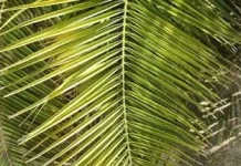 Manfaat daun kelapa untuk kesehatan