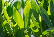 Manfaat daun pisang untuk kesehatan