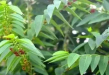 Manfaat daun katok untuk kesehatan