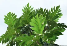 Menguak Khasiat dan Cara Meracik Teh Herbal Daun Sukun Repah