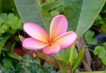 Manfaat daun Kamboja untuk kesehatan