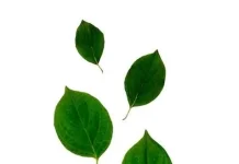 Manfaat daun sirih untuk kesehatan