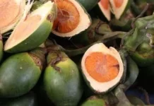 Manfaat buah pinang untuk kesehatan