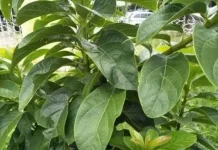 Manfaat daun alpukat untuk kesehatan