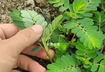 Daun Meniran : Tanaman Herbal dan Bermanfaat pada Kesehatan Tubuh