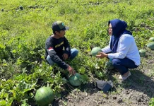 Kemarau Panjang Bawa Berkah, Panen Semangka Melimpah Diserap untuk Kebutuhan MBG