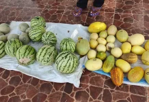 Petani Wunlah Tanimbar Keluhkan Minimnya Bantuan Pemerintah