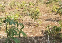 Kemarau Panjang, Petani Enbal di Kepulauan Kei Keluhkan Gagal Panen
