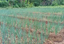Musim Kemarau Tekan Petani, Biaya Merawat Daun Bawang Meningkat Tiga Kali Lipat