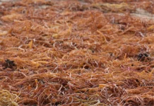 Musim Panas Bawa Berkah bagi Petani Rumput Laut Tanimbar Kei.