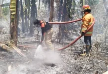 Karhutla Kembali Terjadi di Pokarina Ohoibun Barat, Damkar Malra Bergerak Cepat