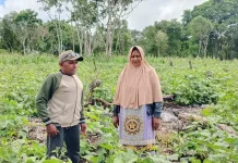 Penyuluh Pertanian Dampingi Petani Genjot Produksi Kacang Hijau di Kota Tual
