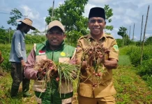 Penyuluh Pertanian Dampingi Petani Produksi Bawang Merah Tekan Inflasi