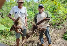 Kemarau Panjang Ganggu Produksi Enbal, Penyuluh Pertanian Perkuat Pendampingan