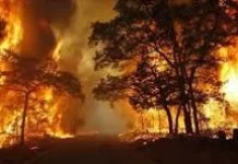 Karhutla Masih Terjadi di Maluku Tenggara
