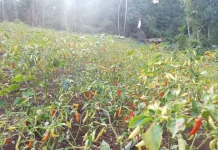 Petani Cabai di Lairngangas Menjerit: Pupuk Langka, Air Ada tapi Tak Terjangkau