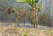 El Nino Batasi Pengembangan Lahan Pertanian di Kota Tual