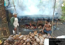 Pendampingan Penyuluh Dorong Produksi Kopra Petani Desa Dula Laut