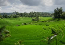 LP2B Capai 87,63 Persen, Lampaui Target Pemerintah